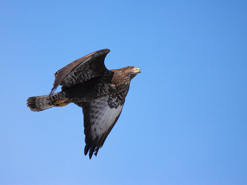 Vogels